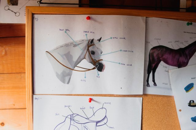 BTEC Equine Studies